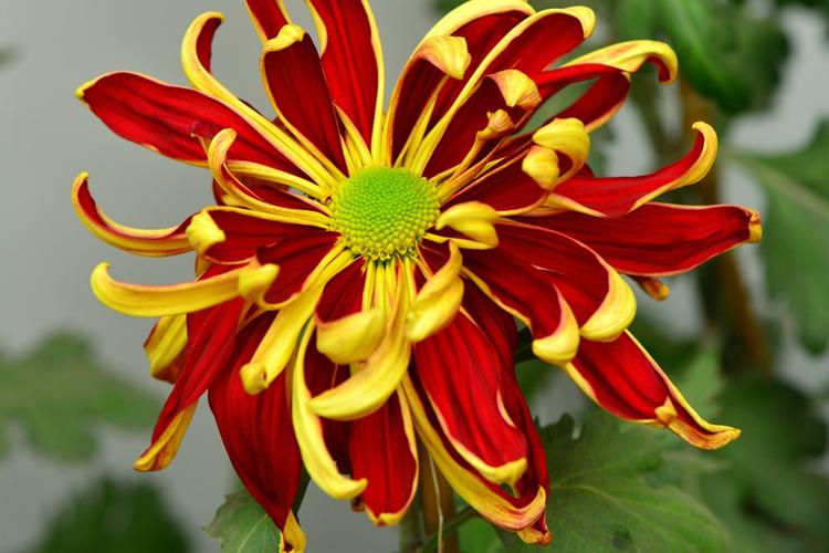 世界花卉大观园菊花展