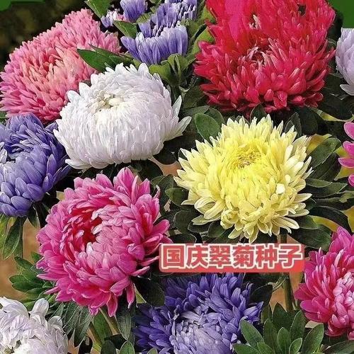 国庆翠菊种子多色菊花种子阳台庭院盆栽花草懒人糖果菊耐寒花卉种
