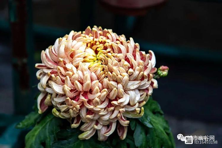 花卉介绍菊花的一些品种上