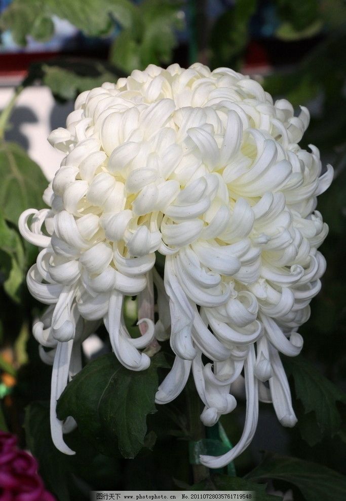 金秋菊韵 菊花之美与文化意蕴