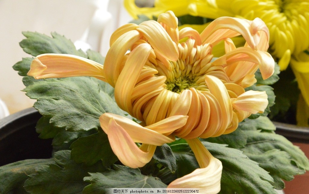 菊花 秋日里的君子之花
