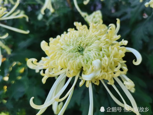 2021深圳东湖公园菊花展 一场花卉与艺术的视觉盛宴