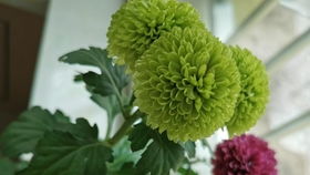 花材届的可爱担当 乒乓菊，激活你的少女心