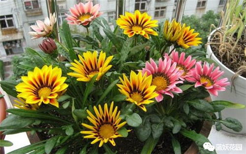 多年生的勋章菊，没开几朵花就死了？只因你没做到这一点